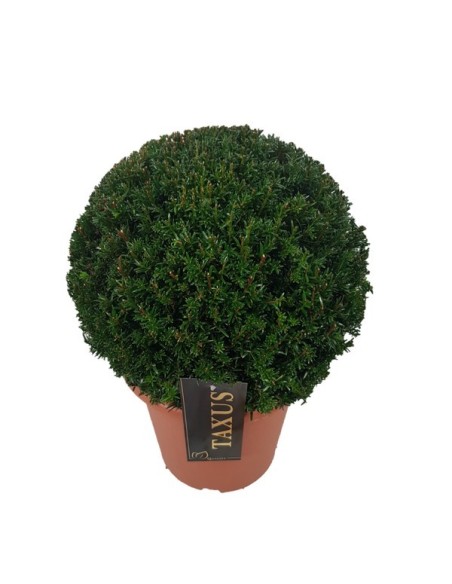 Taxus Baccata Ball 30 35 CM M24 Arbusto Ornamental Hoja Perenne para Jardín
