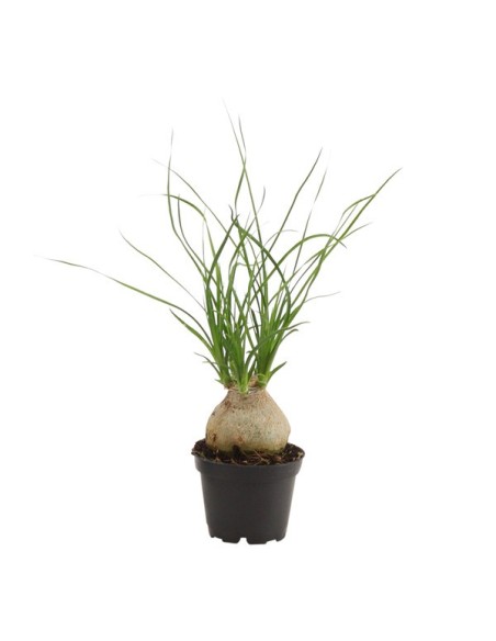 Beaucarnea Nolina Recurvata M6 planta ornamental interior árbol de la botella fácil cuidado