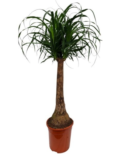 Beaucarnea Nolina Recurvata M24 árbol de la botella planta ornamental elegante y resistente