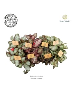 Episcia Mixed M12CM planta ornamental interior follaje aterciopelado flores vibrantes