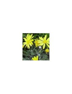 Euryops chrysanthemoides M13 | Arbusto mediterráneo resistente y florido