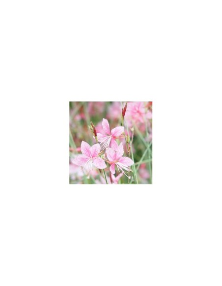 Gaura Lindheimeri M13 Planta Perenne Resistente para Jardines Modernos