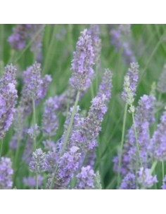 Lavanda Angustifolia 2.5L Planta Aromática Resistente para Jardines y Terrazas