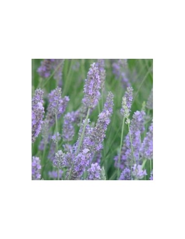 Lavanda Angustifolia 2.5L Planta Aromática Resistente para Jardines y Terrazas