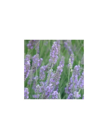 Lavanda Angustifolia 2.5L Planta Aromática Resistente para Jardines y Terrazas