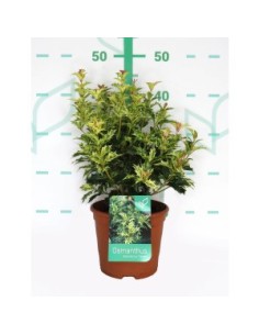OSMANTHUS HETEROPHYLLUS TRICOLOR 2.5L 20/40