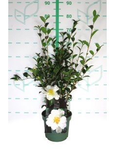 CAMELIA SASANQUA  3L 50/70