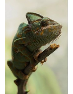 CAMALEON DEL YEMEN-CHAMALEO CALYPTRATUS-  CC EN CEE  BREEEDER