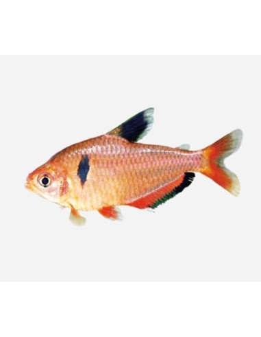 HYPHESSOBRYCON CALLISTUS/EQUES S