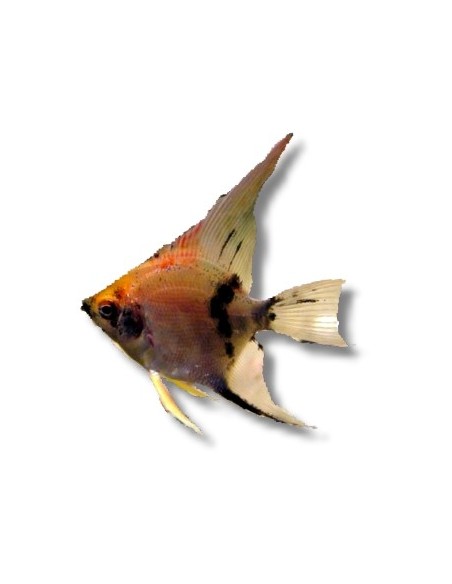 PTEROPHYLLUM SCALARE KOI RED  4-4,5