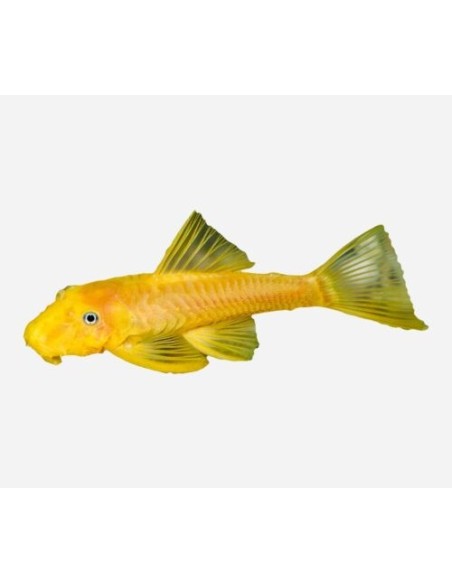 ANCISTRUS L144 GOLD 3-4CM