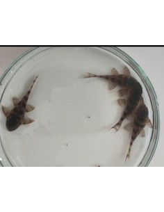 PANAQOLUS SP "ALENQUER RED TIGER PLECO" L397