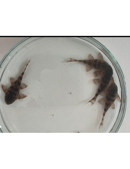 PANAQOLUS SP "ALENQUER RED TIGER PLECO" L397