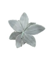 Poinsettia en Clip Verde Sage 28 cm Decoración Navideña Natural