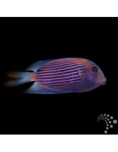 CTENOCHAETUS STRIATUS M