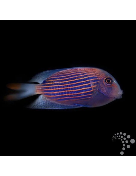 CTENOCHAETUS STRIATUS M