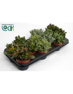 Crassula Mix M10.5  Suculentas Decorativas y Resistentes para Interior o Exterior