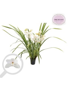 Cumbidum M14 Planta Ornamental con Follaje Exuberante y Flores Coloridas