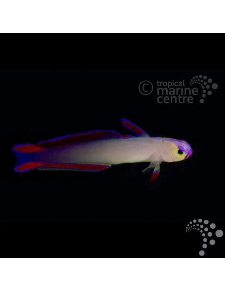 NEMATELEOTRIS EXQUISITA ME