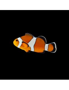 AMPHIPRION OCELLARIS 3-4CM