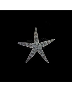ARCHASTER TYPICUS ME