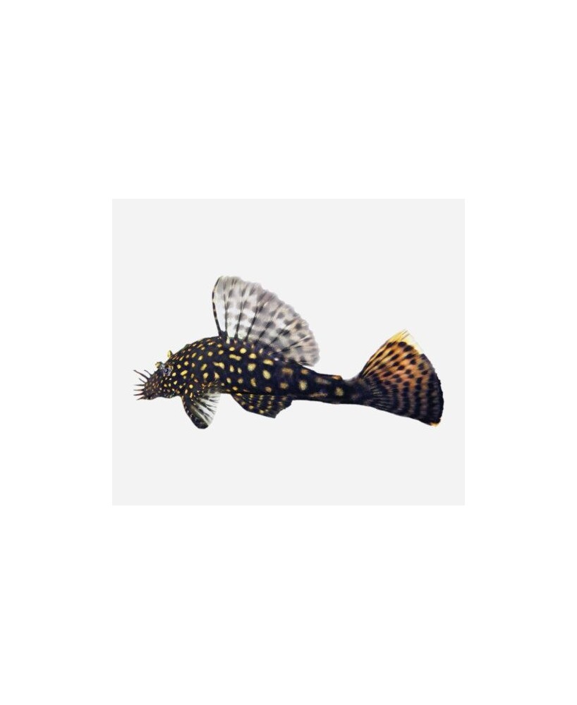 ANCISTRUS SPEC 3-5CM