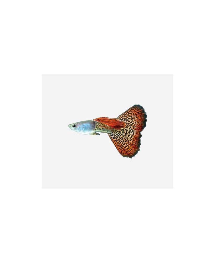 GUPPY MACHO COBRA SURTIDO 3.5-4 CM BSF