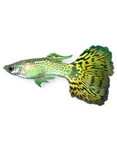 GUPPY MACHO COBRA SURTIDO 3.5-4 CM BSF 2