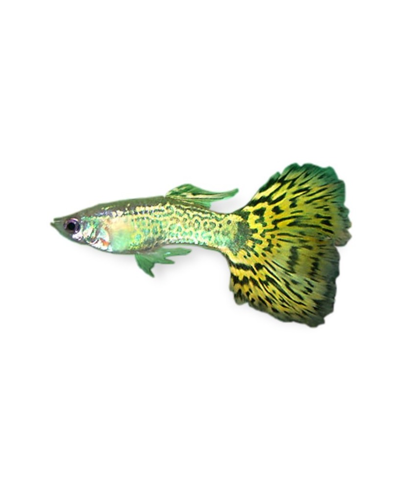 GUPPY MACHO COBRA SURTIDO 3.5-4 CM BSF