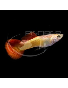 GUPPY MACHO FLAME 3.5-4CM BSF