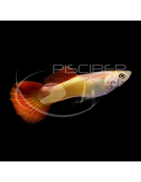 GUPPY MACHO FLAME 3.5-4CM BSF