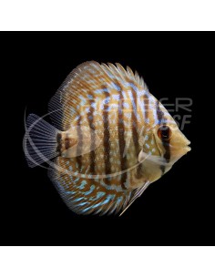 DISCO TABLERO DE AJEDREZ AZUL 5-6CM