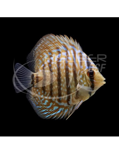 DISCO TABLERO DE AJEDREZ AZUL 5-6CM