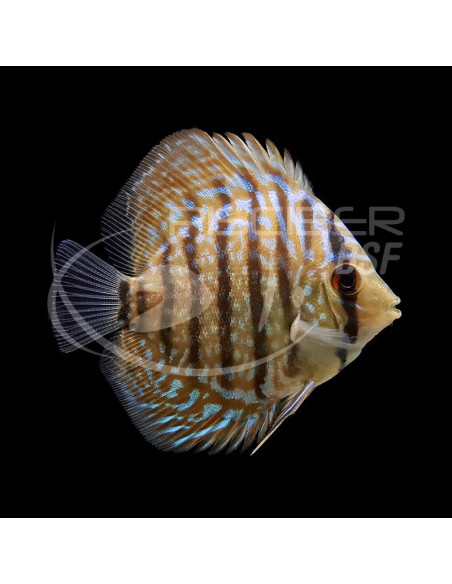 DISCO TABLERO DE AJEDREZ AZUL 5-6CM