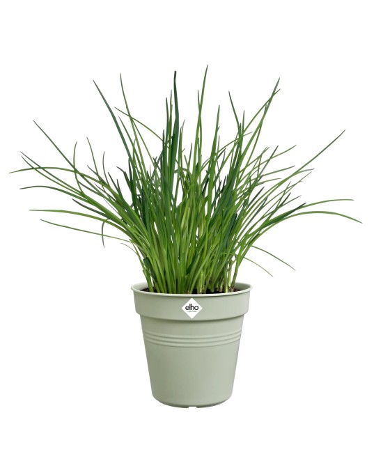 Maceta de Cultivo GB Piedra Verde 15 cm | Ideal para Plantas Medianas