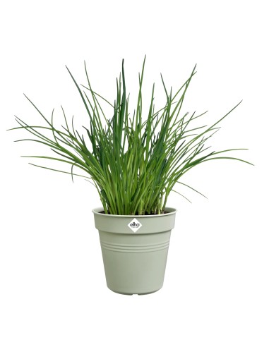 Maceta de Cultivo GB Piedra Verde 15 cm | Ideal para Plantas Medianas