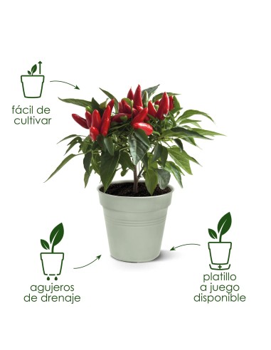 Maceta de Cultivo GB Piedra Verde 15 cm | Ideal para Plantas Medianas