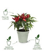 Maceta de Cultivo GB Piedra Verde 15 cm | Ideal para Plantas Medianas
