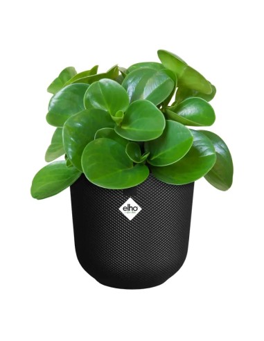 Maceta Jazz Redonda 23cm Negra  Diseño Moderno y Funcional | Endanea Garden