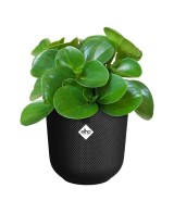 Maceta Jazz Redonda 23cm Negra  Diseño Moderno y Funcional | Endanea Garden