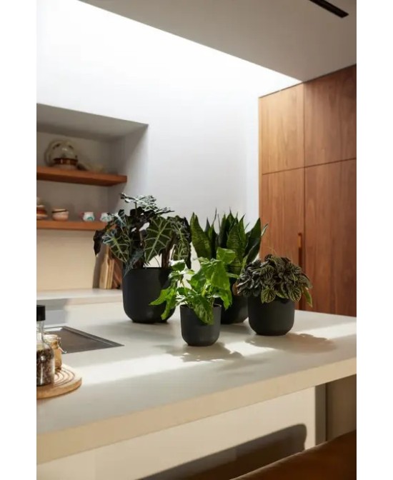 Maceta Jazz Redonda 23cm Negra  Diseño Moderno y Funcional | Endanea Garden