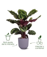 Maceta Jazz Redonda 23cm Negra  Diseño Moderno y Funcional | Endanea Garden