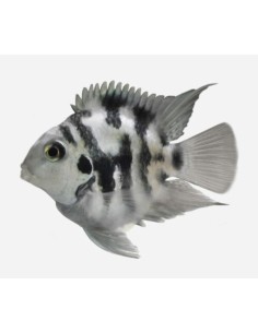 CICHLASOMA PARROT POLAR BLUE  3-3,5CM