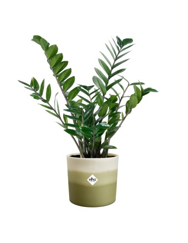 Maceta Redonda 14 cm Verde Bambú Degradado | Endanea Garden