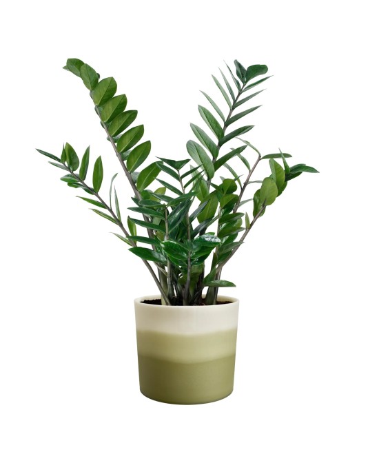 Maceta Redonda 14 cm Verde Bambú Degradado | Endanea Garden