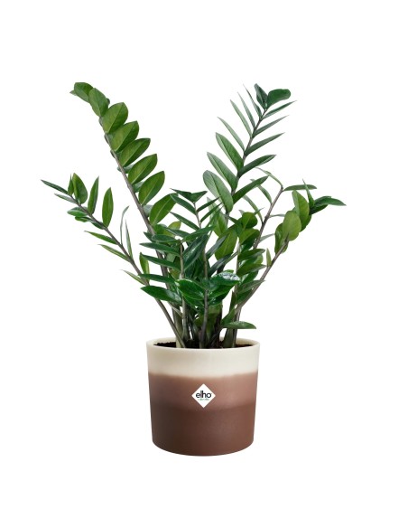 Maceta Redonda 14 cm Marrón Cedro Degradado | Endanea Garden