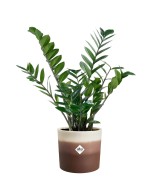 Maceta Redonda 14 cm Marrón Cedro Degradado | Endanea Garden