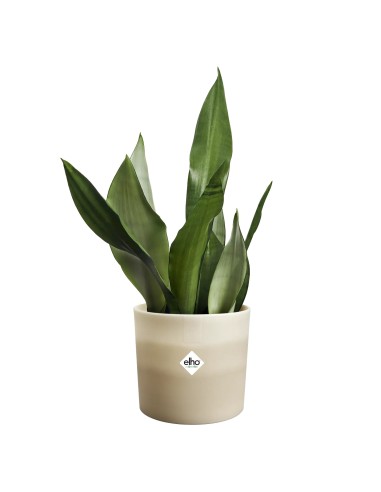 Maceta Redonda 14 cm Beige Arenaria Degradado | Endanea Garden