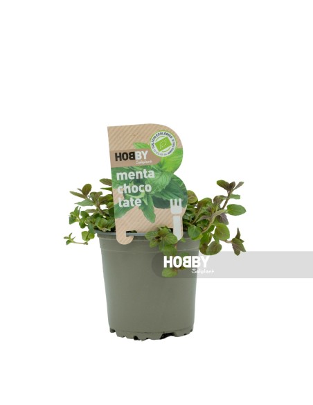 Planta Mentha Chocolate 10.5 cm  Menta con Aroma a Chocolate | Endanea Garden
