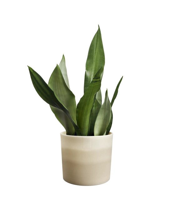 Maceta Redonda 14 cm Beige Arenaria Degradado | Endanea Garden